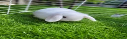 Mini Lop rabbits for sale: Beautiful Mini lop looking good a home  - Advert 5