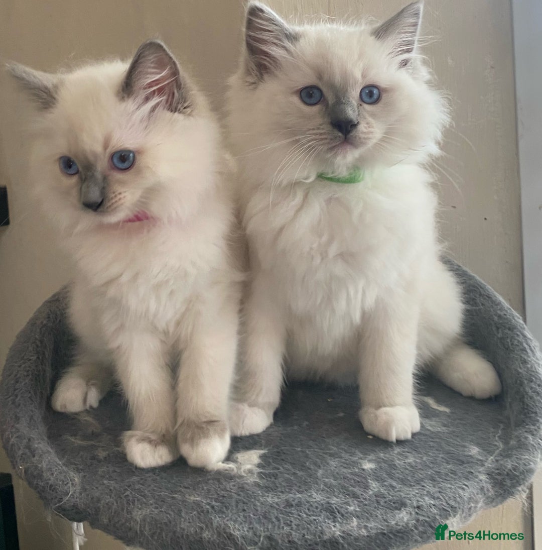 Ragdoll cats for sale: Pedigree ragdolls kittens TICA registered - Advert 3