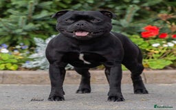 Staffordshire Bull Terrier dogs for sale:  STAFFORDSHIRE BULL TERRIERS PUPS  - Image 22