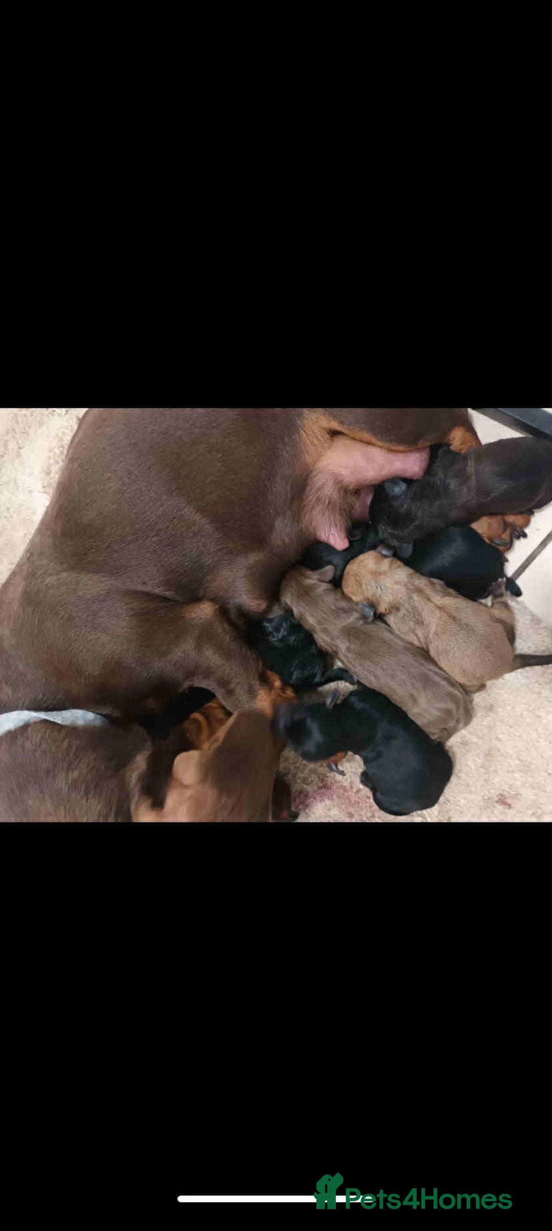 Mixed Breed dogs for sale: Miniature Chiweenies  - Image 6