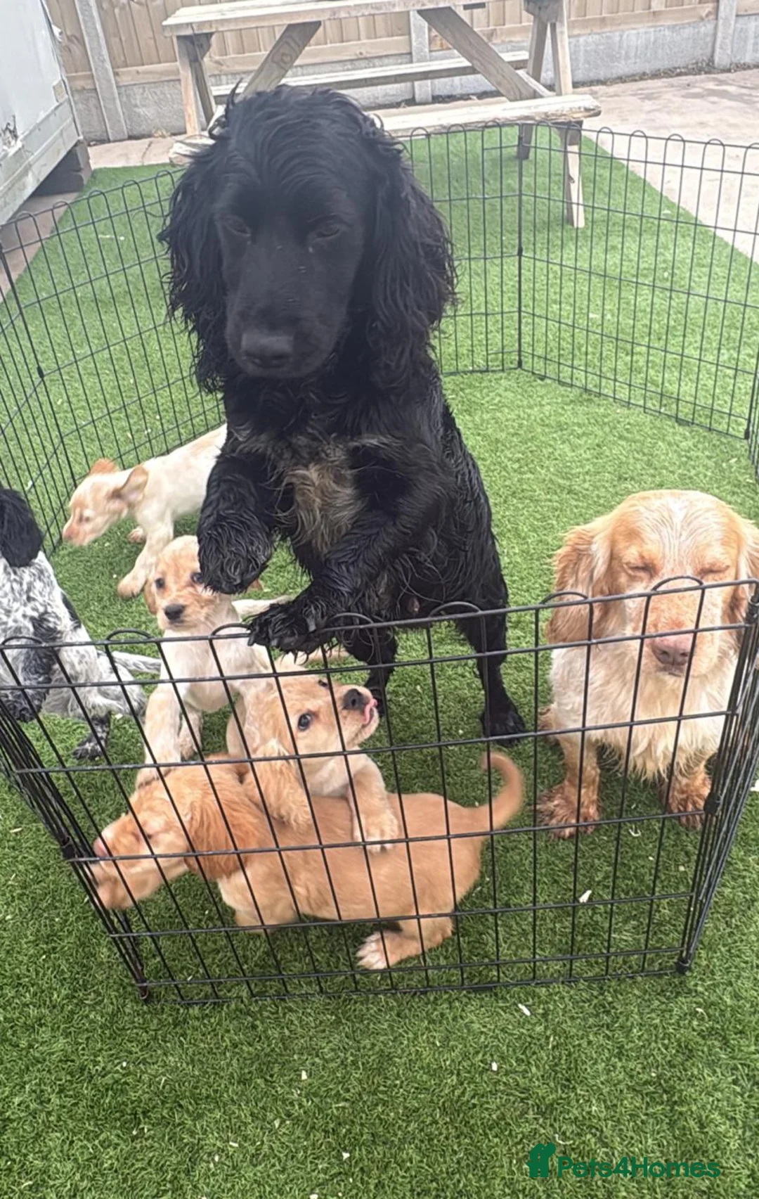 Cocker Spaniel dogs for sale: Roan Working Type Cocker Spaniels - Advert 2