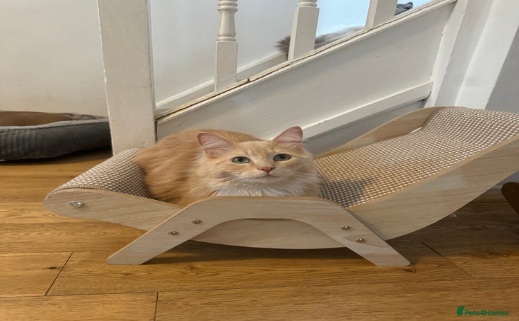 Ragdoll cats - Advert 6