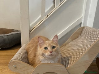 Ragdoll cats - Advert 4