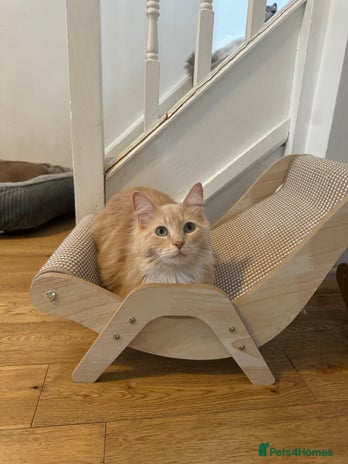 Ragdoll cats - Advert 12