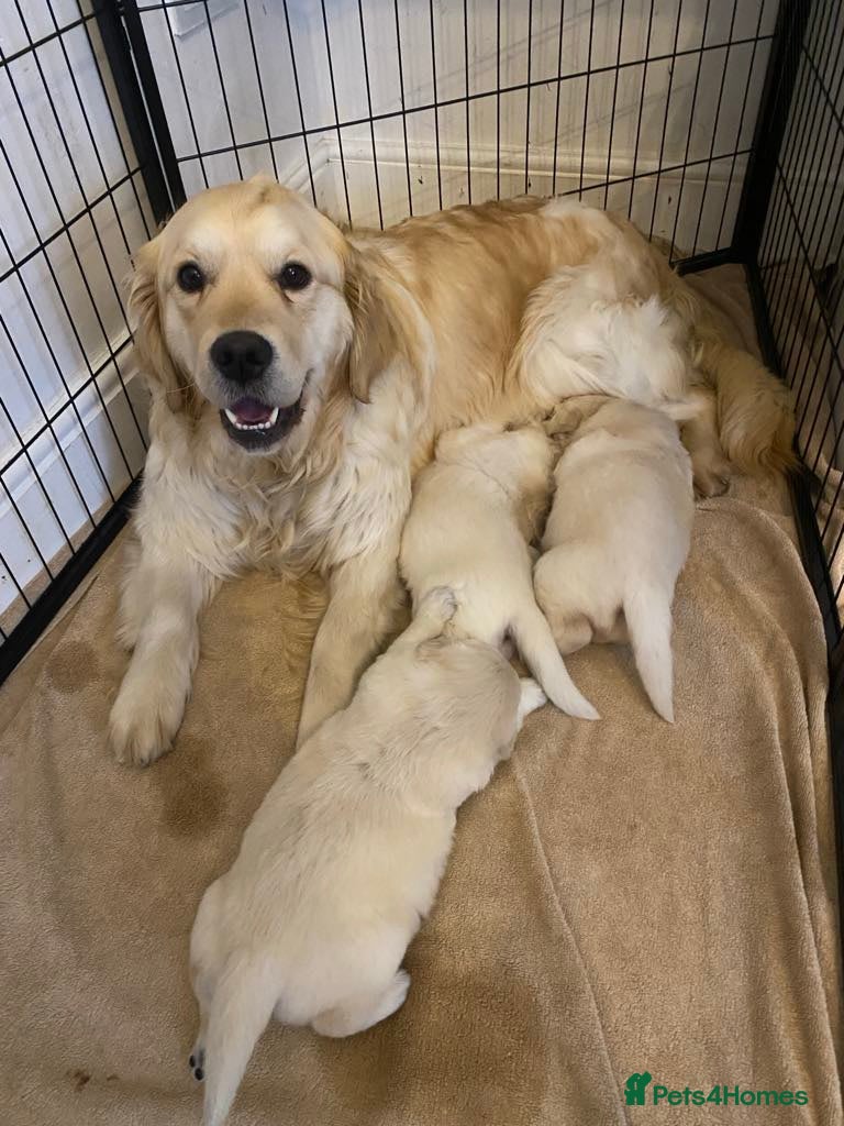 Golden Retriever dogs Golden Retriever puppies - Advert 3
