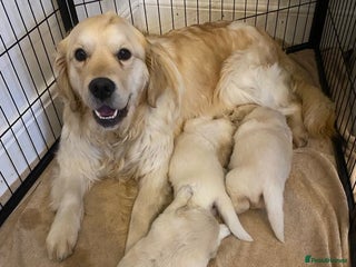 Golden Retriever dogs Golden Retriever puppies - Advert 3