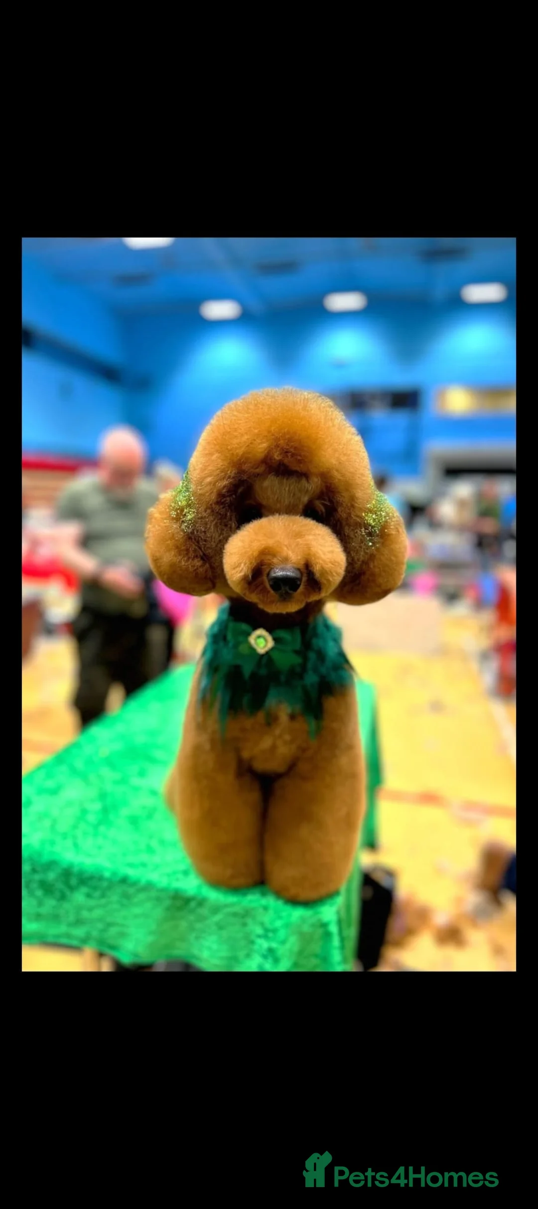 Cockapoo dogs for sale: Gorgeous f1b cockerpoo Puppies - Advert 7