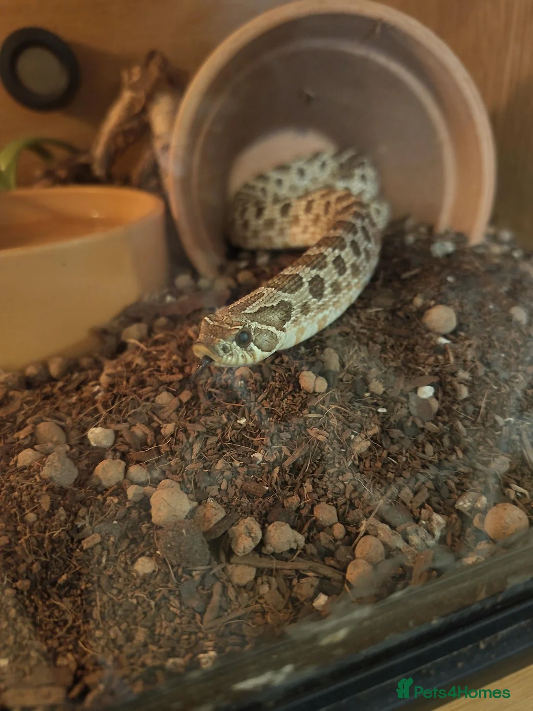 Mixed Breed reptiles for sale: Adult Male Western Hognose Snake with full set up  in Carmarthen - Advert 7
