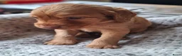 Cockapoo dogs for sale: F1b Cockapoo puppies - Advert 17