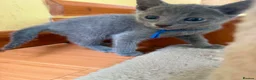 Russian Blue cats for sale: TICA REGISTERED Pure Breed Russian Blue Kittens - Advert 8