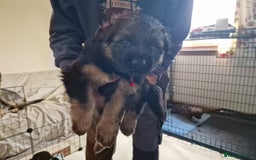 German Shepherd dogs for sale: German Shepherd puppies - Image 6