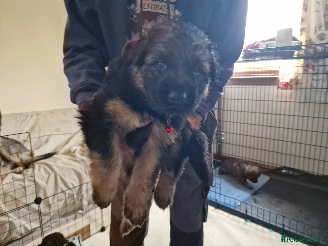 German Shepherd dogs for sale: German Shepherd puppies - Image 6