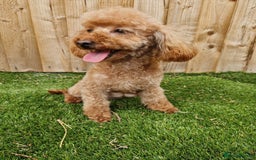 Toy Poodle dogs for sale: Beautiful toy poodle - Image 4