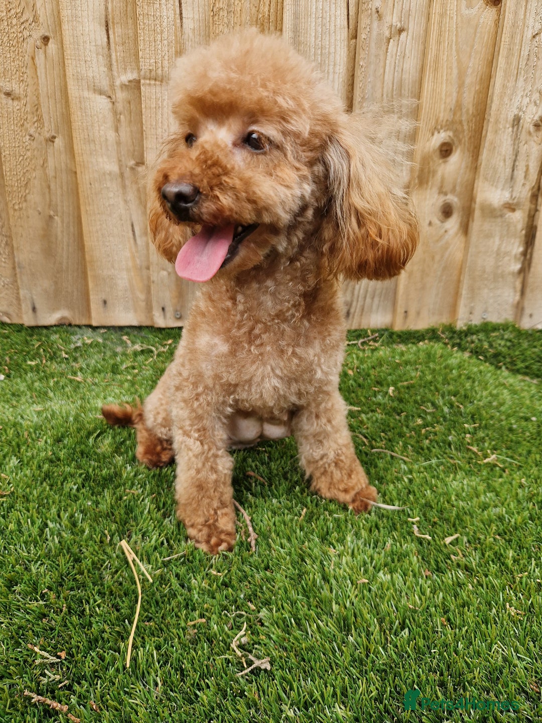 Toy Poodle dogs for sale: Beautiful toy poodle - Image 4