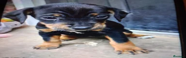 Mixed Breed 5