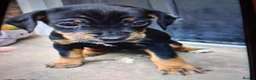 Mixed Breed dogs for sale: Patterpoos - Advert 9
