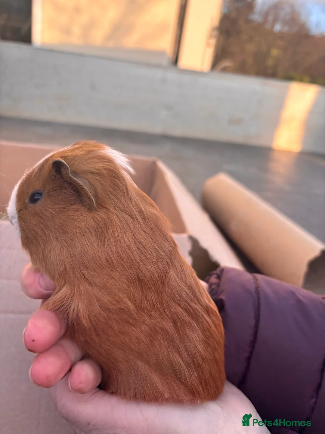 Guinea Pig rodents for sale: Guinea Pigs - Advert 12