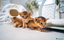 Abyssinian cats for sale: Champion Line Abyssinians- Rare Beauty- TICA reg. - Image 14
