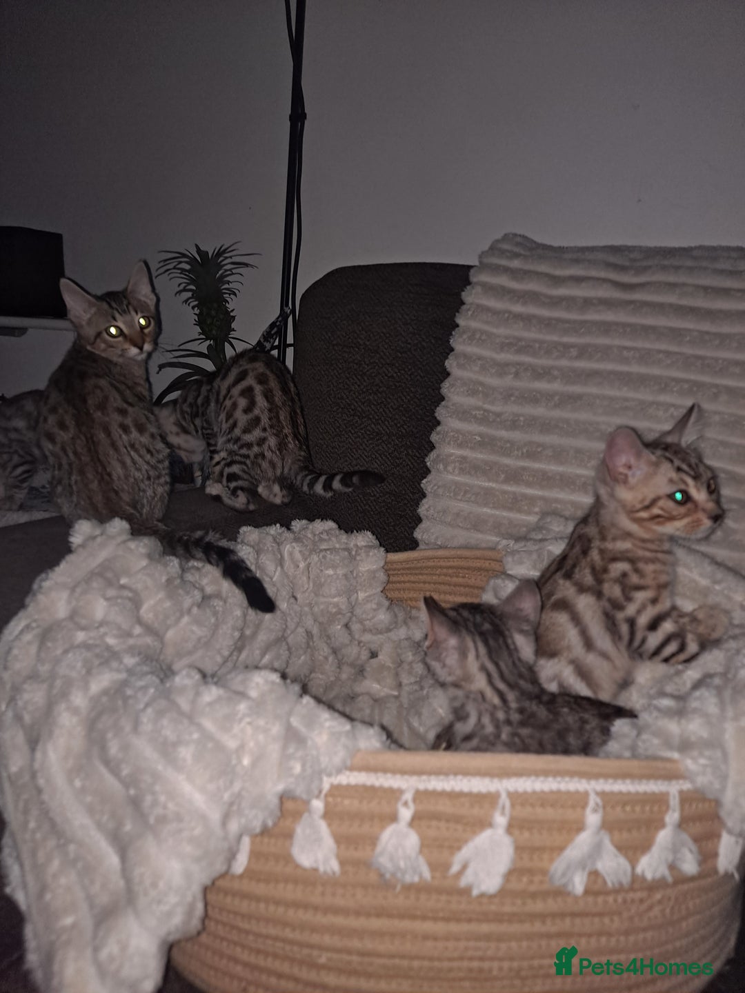 Bengal cats for sale: Beautiful pure begal kittens - Advert 2