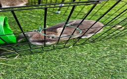 Mini Lion Lop rabbits for sale: Mini lop cross lionhead/mini lop - Image 12