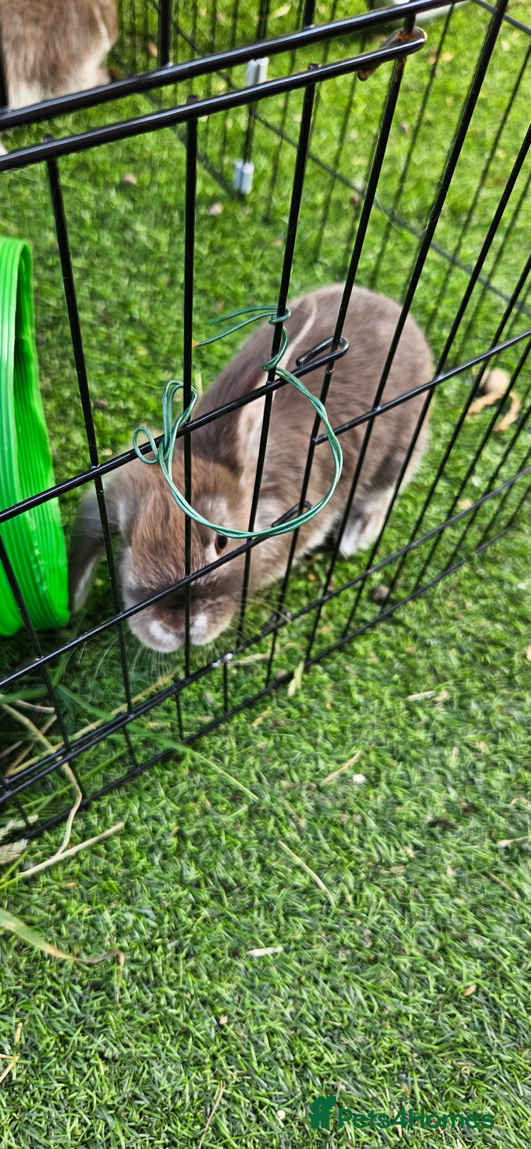 Mini Lion Lop rabbits for sale: Mini lop cross lionhead/mini lop - Image 12