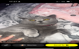 British Shorthair cats for sale: Rehoming my girl princess  - Image 2