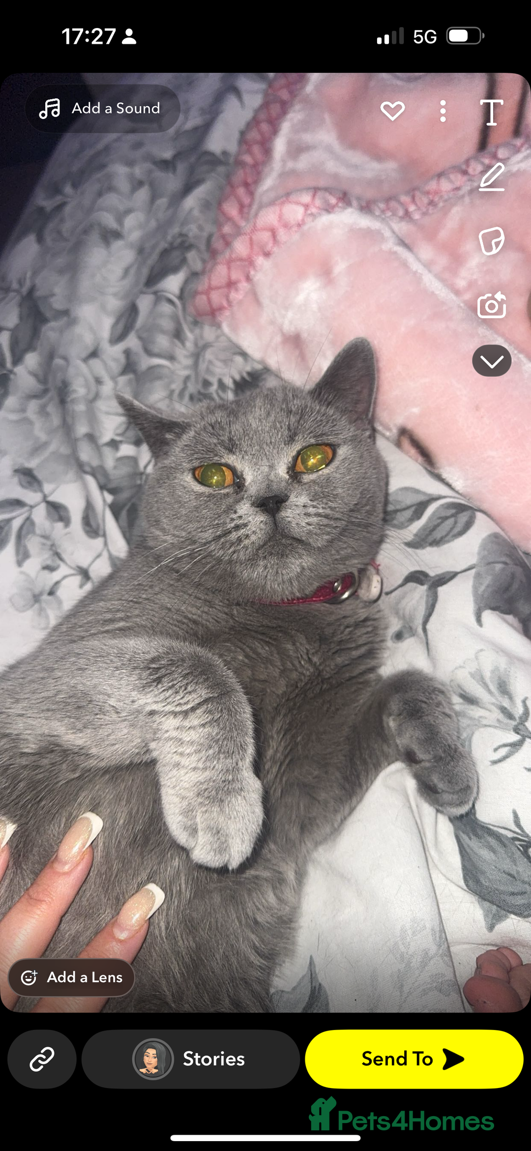 British Shorthair cats for sale: Rehoming my girl princess  - Image 2