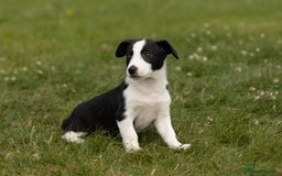 Mixed Breed dogs for sale: 🐾 Jack Russell x Border Collie Puppies  - Image 8
