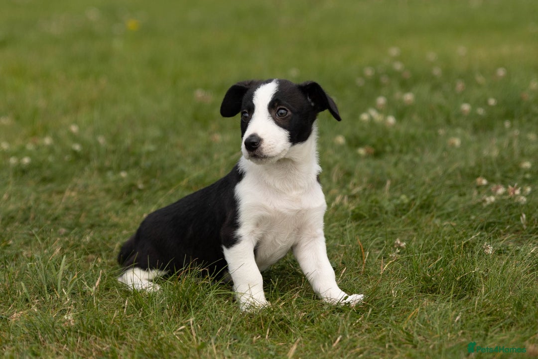 Mixed Breed dogs for sale: 🐾 Jack Russell x Border Collie Puppies  - Image 8