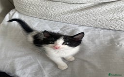 Mixed Breed cats for sale: Kitten for sale - Image 4
