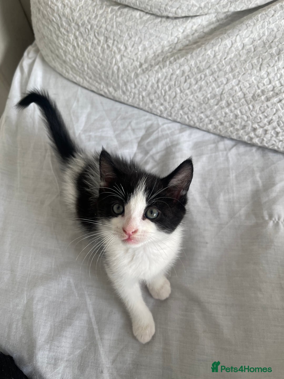 Mixed Breed cats for sale: Kitten for sale - Image 4