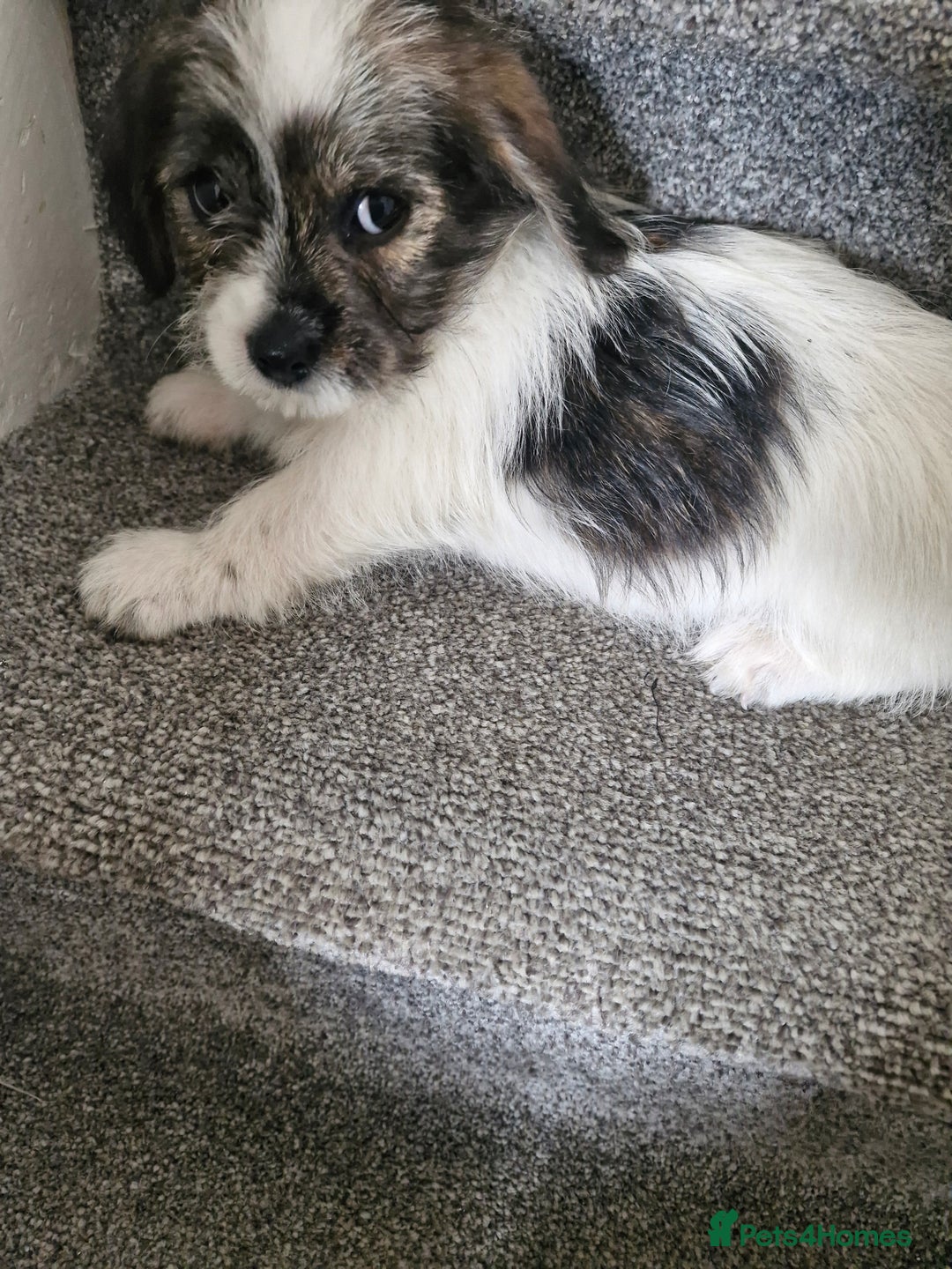Malshi dogs for sale: Shih tzu x Maltese puppies  - Image 4