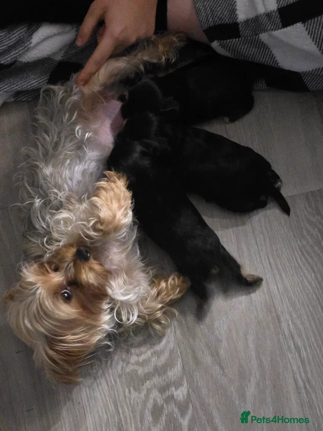 Yorkshire Terrier dogs for sale: 3 beautiful Yorkshire girl's  in Northampton - Advert 2