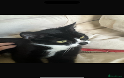 Mixed Breed cats for sale: Female cat 3 years old for sale  - Image 4