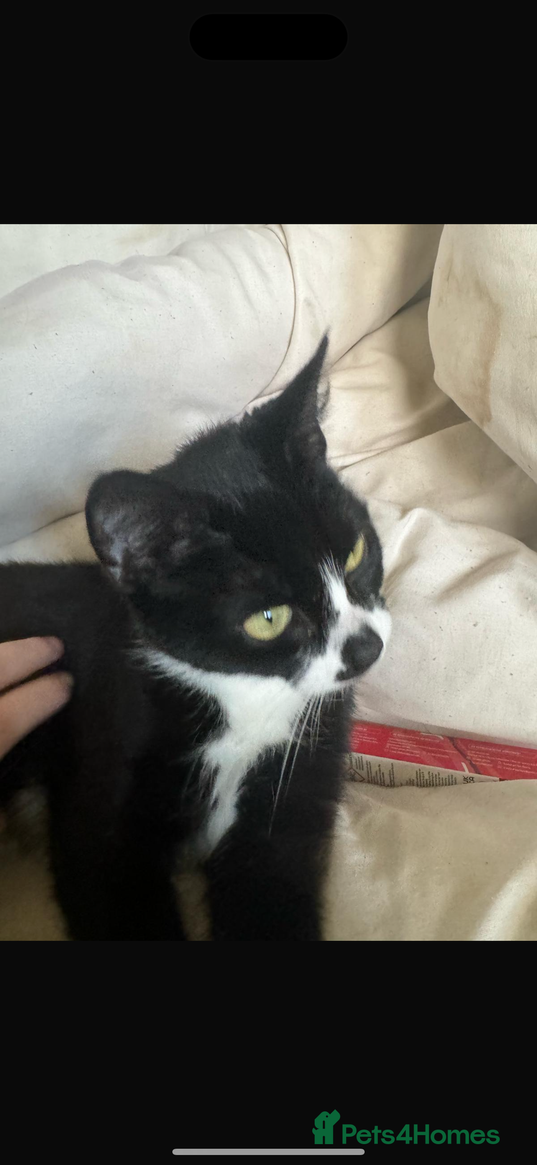 Mixed Breed cats for sale: Female cat 3 years old for sale  - Image 4