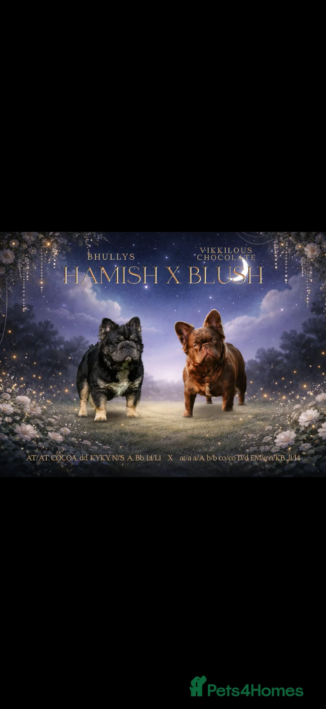 French Bulldog dogs for sale: *Health tested French bulldogs* - Advert 1