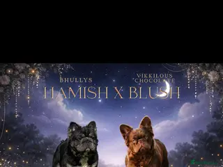 French Bulldog dogs *Health tested French bulldogs* - Advert 3