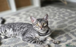 Bengal cats for sale: Blue Silver Rosetted Boy - Image 5