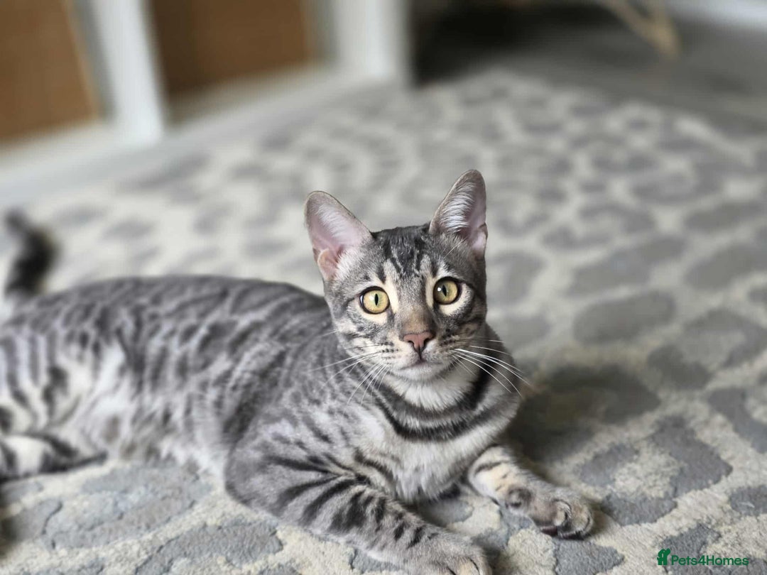 Bengal cats for sale: Blue Silver Rosetted Boy - Image 5