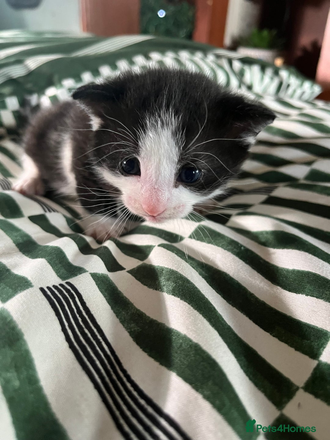 Mixed Breed cats for sale: Mixed Russian blue  - Image 1