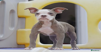 Olde English Bulldogge dogs - Advert 2