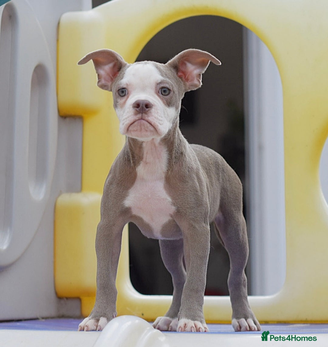 Olde English Bulldogge dogs for sale: Why Settle for Less? 5⭐️Rated,23 years experience  - Image 4