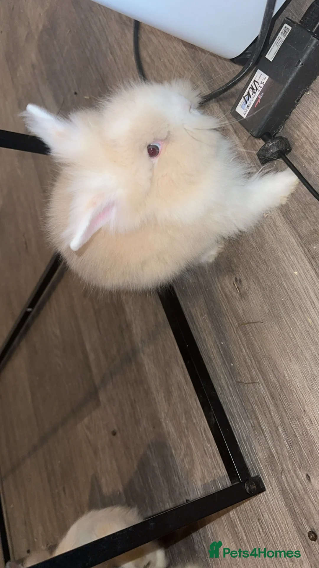 Lionhead rabbits for sale: 1 female Lionhead X teddy dwerg  - Advert 2