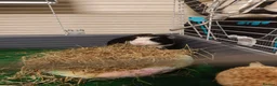 Guinea Pig rodents for sale: Male guinea pig  in Oldham - Advert 5