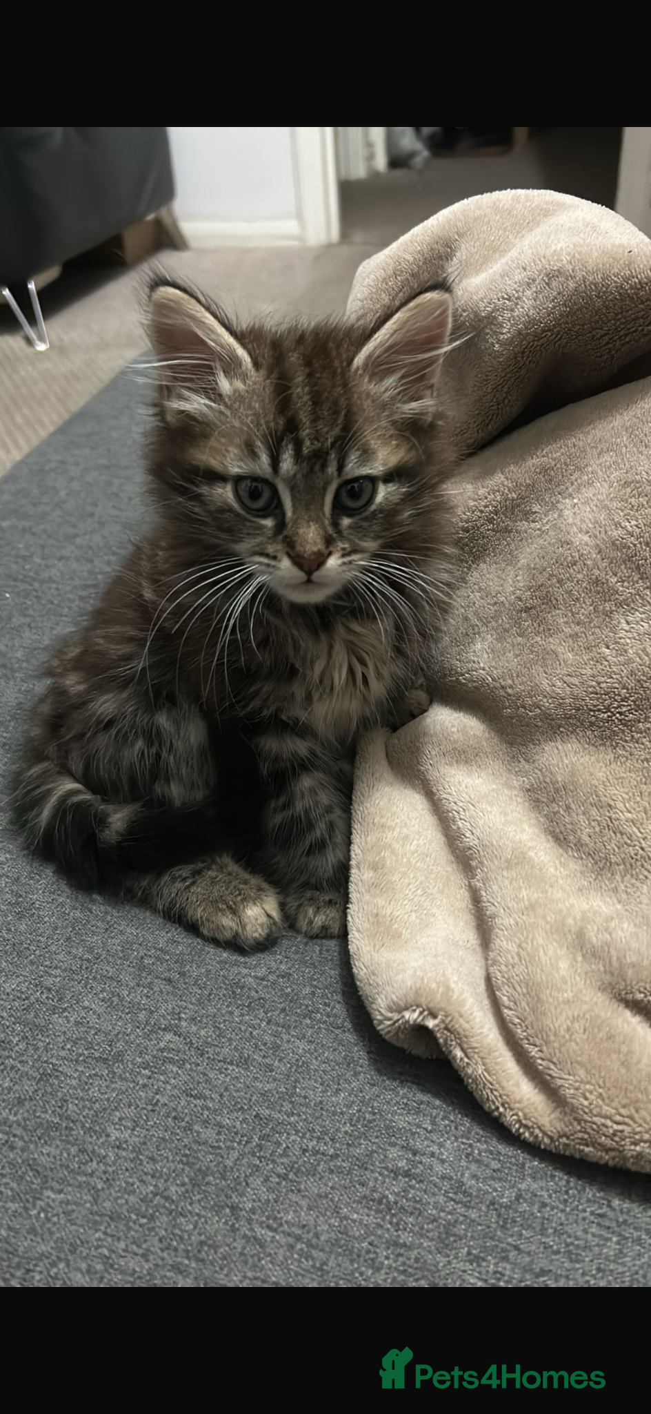 Mixed Breed cats Longhaired kitten + accessories for sale  - Advert 2