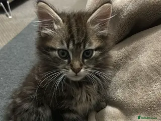 Mixed Breed cats Longhaired kitten + accessories for sale - Advert 2