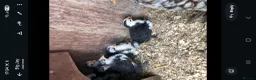 Chickens poultry for sale: Pekin chicks - Advert 2