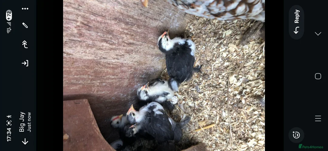 Chickens poultry for sale: Pekin chicks - Advert 2