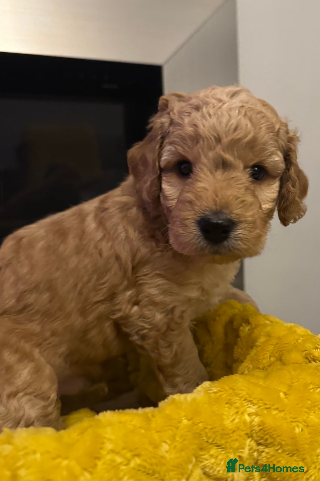 Cockapoo dogs for sale: Cockapoo Litter Due 25th January  - Advert 21