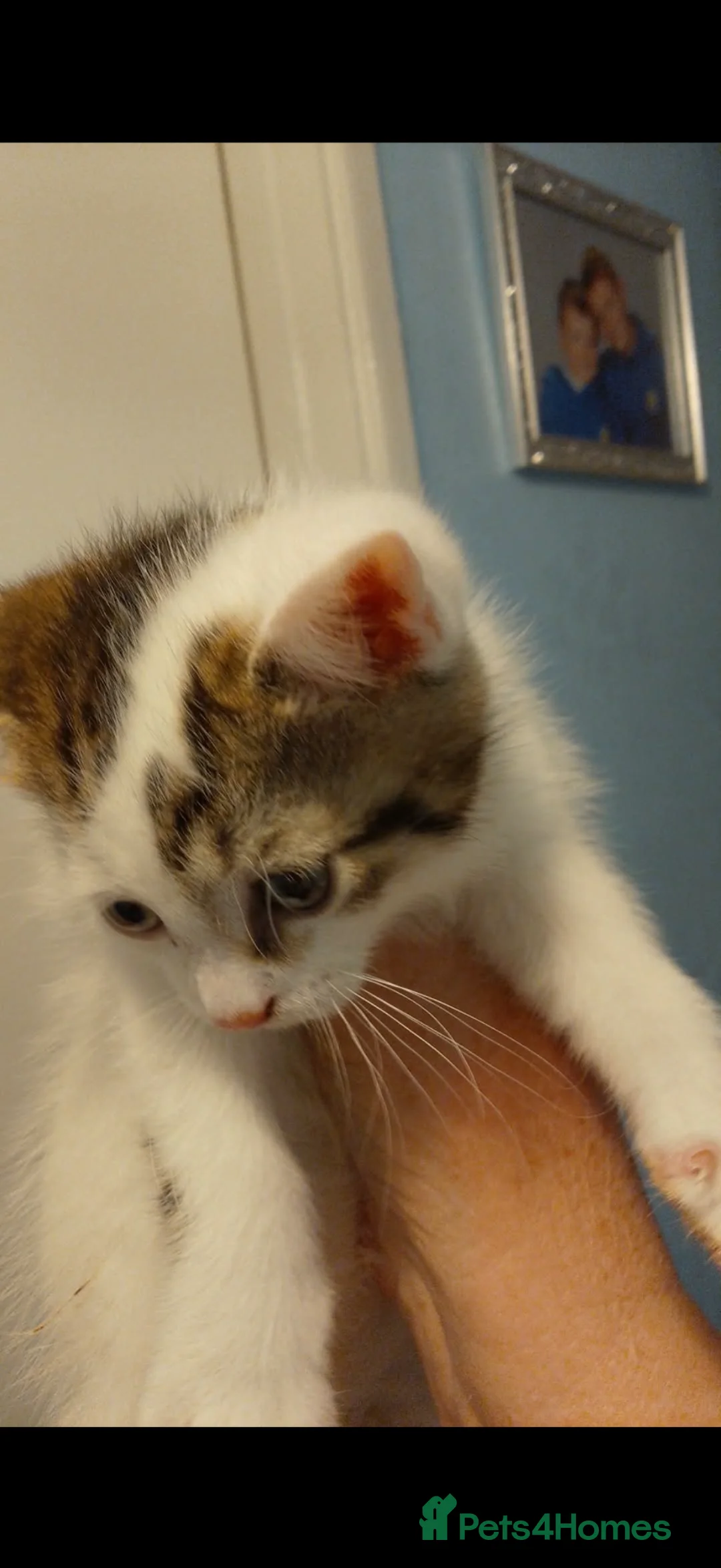 Mixed Breed cats for sale: Female kitten  - Advert 2